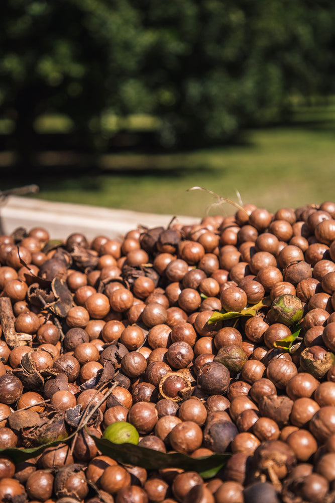 From Macadamia Butter to Macadamia Milk: What’s Behind This Nut’s Amazing Versatility?